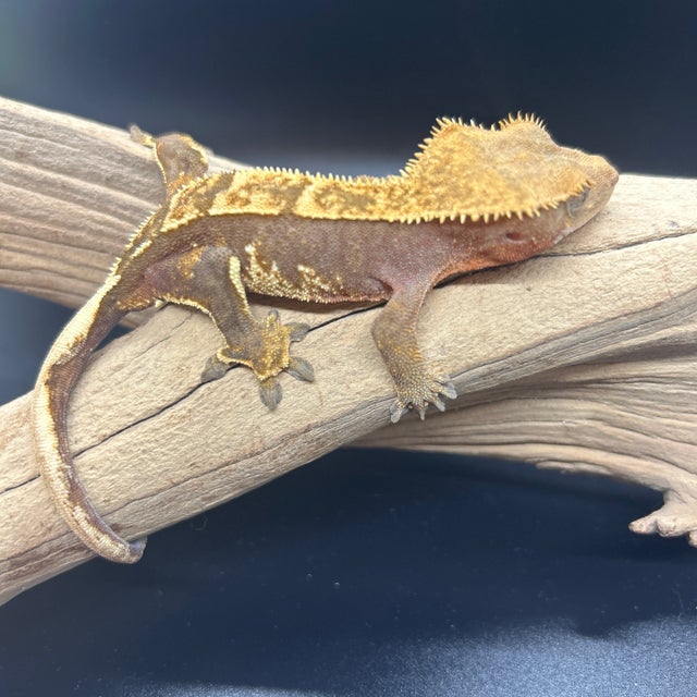 Crested Geckos Shop Co